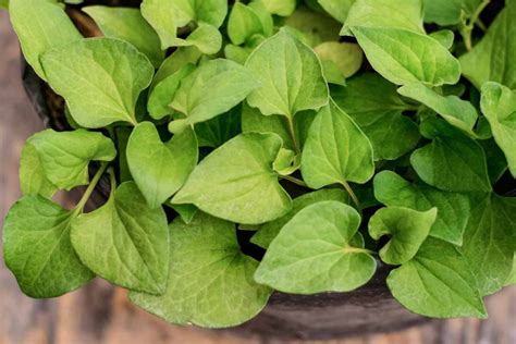 fish mint|Fish Mint – Things You Need to Know .